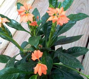 معرفی گل و گیاه >>>>>> كروساندرا:Crossandra infundibuli formis