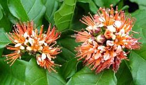 معرفی گل و گیاه >>>>>> كمبرتوم: Combretum bracteosum