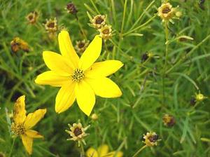 معرفی گل و گیاه >>>>>>  كورئوپسیس: Coreopsis Verticillata