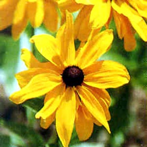 معرفی گل و گیاه >>>>>> كوكب كوهی: Rudbeckia hirta Marmalade