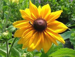 معرفی گل و گیاه >>>>>> كوكب كوهی پرگلبرگ: Rudbeckia hirta, Goldilocks