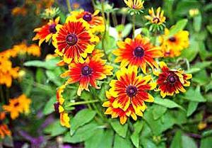 معرفی گل و گیاه >>>>>> كوكب كوهی نارنجی: Rudbeckia hirta Rustic Dwarf