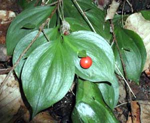 معرفی گل و گیاه >>>>>> كوله خاس: ruscus hypoglossum