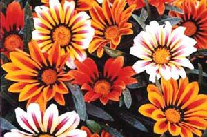 معرفی گل و گیاه >>>>>> گازانیا: Gazania pinnata