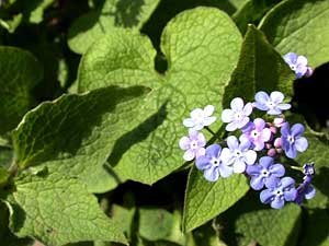 معرفی گل و گیاه >>>>>> گاوزبان کوهی: Brunnera macrophylla