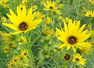 معرفی گل و گیاه >>>>>> گل آفتابگردان برگ بیدی: salicifolius Helianthus