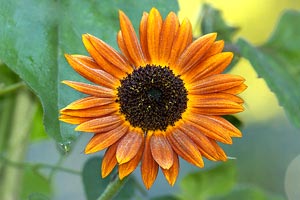 معرفی گل و گیاه >>>>>> گل آفتابگردان مخملی: HelianthusVelvet Queen