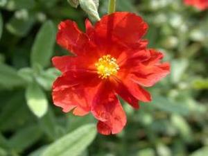 معرفی گل و گیاه >>>>>> گل آفتابی: Helianthemum Fire Dragon