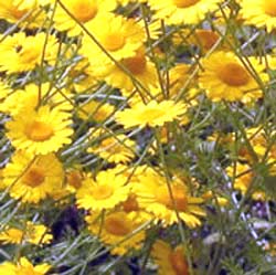 معرفی گل و گیاه >>>>>> گل بابونه: Anthemis tinctoria