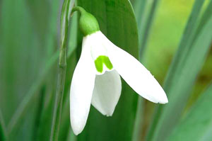 معرفی گل و گیاه >>>>>> گل برفی: Galanthus