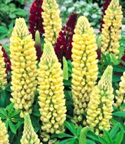 معرفی گل و گیاه >>>>>> گل ترمس (لوپن): Lupinus chandelier