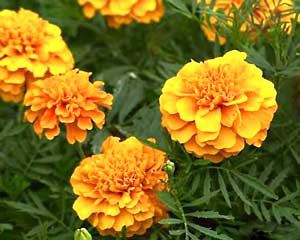 معرفی گل و گیاه >>>>>> گل جعفری: Tagetes erecta