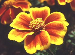 معرفی گل و گیاه >>>>>> گل جعفری کوتاه: Tagetes Patula Naughty Marietta