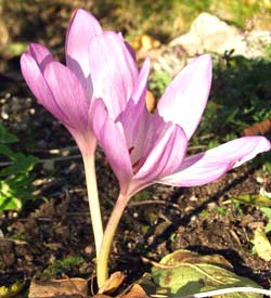 معرفی گل و گیاه >>>>>> گل حسرت: Colchicum autumnale