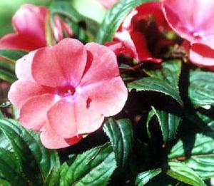 معرفی گل و گیاه >>>>>> گل حنا: Impatiens hybrid