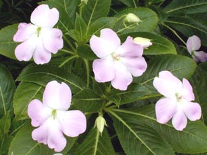 معرفی گل و گیاه >>>>>> گل حنای پر گلبرگ: Impatiens