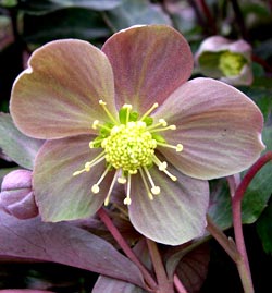 معرفی گل و گیاه >>>>>> گل خربق: Helleborus Lividus