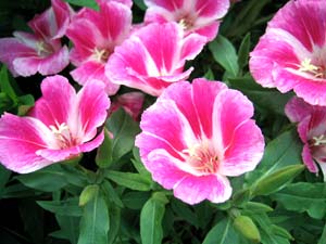 معرفی گل و گیاه >>>>>> گل ریحانی: Clarkia grandiflora