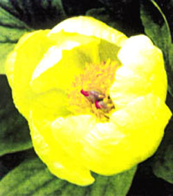 معرفی گل و گیاه >>>>>> گل صدتومانی زرد: Paeonia Mlokosewitsewitschii