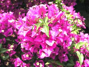 معرفی گل و گیاه >>>>>> گل کاغذی: Bougainvillea glabra