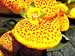 معرفی گل و گیاه >>>>>> گل کیفی: Calceolaria polyrrhiza