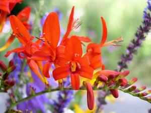 معرفی گل و گیاه >>>>>> گل كورتونوس (مونتبریتا): Crocosmia Lucifer