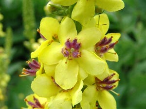 معرفی گل و گیاه >>>>>> گل ماهور: Verbascum nigrum