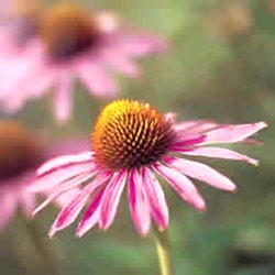 معرفی گل و گیاه >>>>>> گل مخروطی: Echinacea purpurea