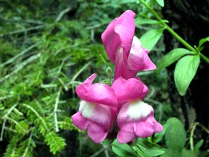 معرفی گل و گیاه >>>>>> گل میمون: Antirrhinum majus