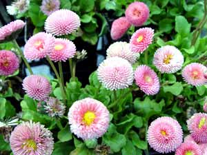 معرفی گل و گیاه >>>>>> گل مینای چمنی: Bellis perennis