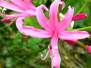 معرفی گل و گیاه >>>>>> گل نرین: Nerine bowdenii