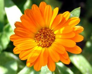 معرفی گل و گیاه >>>>>> گل همیشه بهار: Calendula officinalis