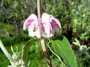 معرفی گل و گیاه >>>>>> گوش بره ارغوانی: Phlomis purpurea