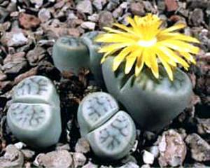 معرفی گل و گیاه >>>>>> گیاه سنگی: Lithops Schwantesii