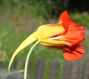 معرفی گل و گیاه >>>>>> لادن: Tropaeolum majus