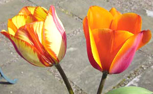 معرفی گل و گیاه >>>>>>لاله دورنگ : Tulipa Apeldoorn Elite