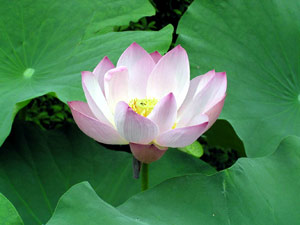 معرفی گل و گیاه >>>>>> لاله مردابی: Nelumbo nucifera