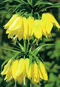 معرفی گل و گیاه >>>>>> لاله واژگون زرد: Fritllaria imperialis Lutea