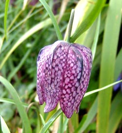 معرفی گل و گیاه >>>>>> لاله واژگون غوزی: Fritillaria meleagris