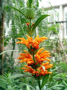 معرفی گل و گیاه >>>>>> لئونوتیس: Leonotis Leonurus