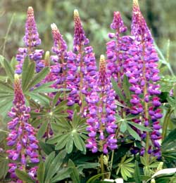 معرفی گل و گیاه >>>>>> لوپن: Lupinus polyphyllus