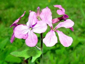 معرفی گل و گیاه >>>>>> لوناریا: lunaria annua