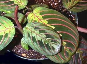 معرفی گل و گیاه >>>>>> مارانتا: Maranta Leuconeura erythroneura