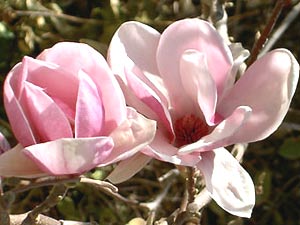 معرفی گل و گیاه >>>>>> ماگنولیا زمستانه: Magnolia Soulangeana