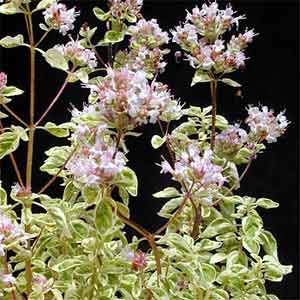 معرفی گل و گیاه >>>>>> مرزنجوش: Origanum Vulgar Aureum