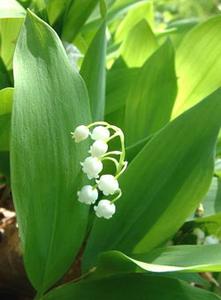 معرفی گل و گیاه >>>>>> موگه: Convallaria majalis