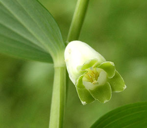 معرفی گل و گیاه >>>>>> مهر سلیمان: Polygonatum odoratum