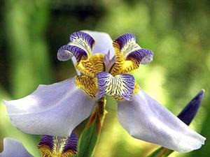 معرفی گل و گیاه >>>>>> نئوماریکا: Neomarica Caerulea