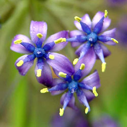 معرفی گل و گیاه >>>>>> نجم آبی: Scilla peruviana