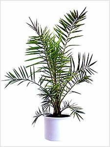 معرفی گل و گیاه >>>>>> نخل زینتی (فونیكس): Phoenix Canariensis